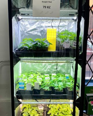 Sazenice chilli Carolina Reaper Red, Habanero Red, Habanero Orange, Tabasco, Jalapeno a jedné sladké papriky Yolo Wonder...