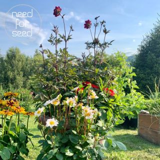 🌸 Krásné jiřiny z našich hlíz 🌸🐝🌺 #vcely #jiriny #zahrada #mojezahrada #letovzahrade