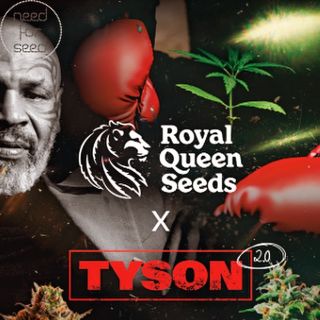 Novinka letošního roku nyní už i v naší nabidce🥊 #royalqueenseeds ##rqsxtyson20 #goat #gelato44