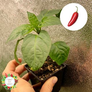 🌶 Sazenice chilli v prodeji už nyní v naší ostravské prodejně 🌶 Habanero Red, Jalapeno, Carolina Reaper, Habanero White 🌶...